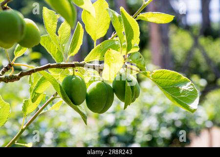 Pflaume, Prunus domestica, "Opal", wächst auf einem Baum. Stockfoto