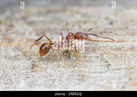Wirbelsäulenaillierte Ameise (Aphaenogaster fulva) Stockfoto