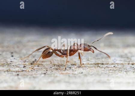 Wirbelsäulenaillierte Ameise (Aphaenogaster fulva) Stockfoto