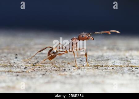 Wirbelsäulenaillierte Ameise (Aphaenogaster fulva) Stockfoto