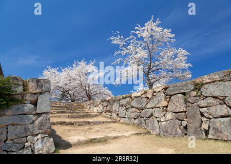 Burgruine Takeda mit blühenden Kirschblüten Stockfoto