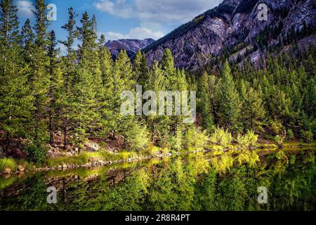 Die in den Rocky Mountains in den sanften Herbstfarben gehaltenen Bäume spiegeln sich in einem kleinen See in Colorado, USA, wider. Stockfoto