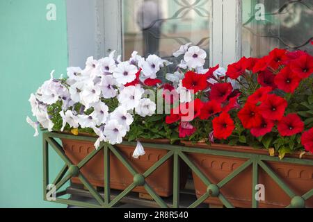 Zwei Pflanzkästen mit weißen und roten Petunien, die unter einem Fenster im Freien hängen Stockfoto