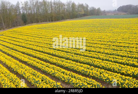 Narzissen auf dem Feld auf einem landwirtschaftlichen Ackerland Stockfoto