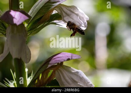 Bienen fliegen, landen auf Blumen Stockfoto