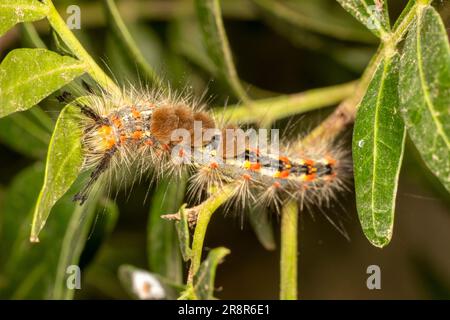 Rauke der rostigen Lockenmotte (Orgyia antiqua). Stockfoto