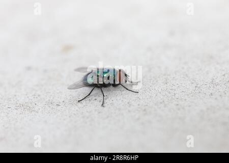 Gewöhnliche grüne Flaschenfliege (Blasfliege, Lucilia sericata). Stockfoto