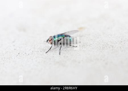 Gewöhnliche grüne Flaschenfliege (Blasfliege, Lucilia sericata). Stockfoto