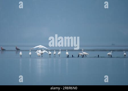 Little Ereret (Egretta garzetta), eine Art von Kleinreiher in der Familie Ardeidae, beobachtet in Gajoldaba in Westbengalen, Indien Stockfoto