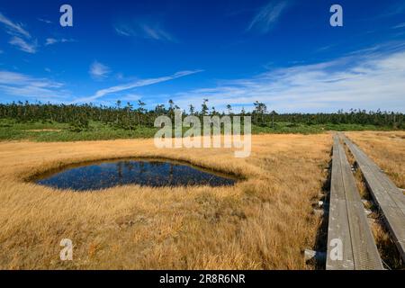 Hachiman Marsh Feuchtgebiet Hachimantai im Herbst Stockfoto