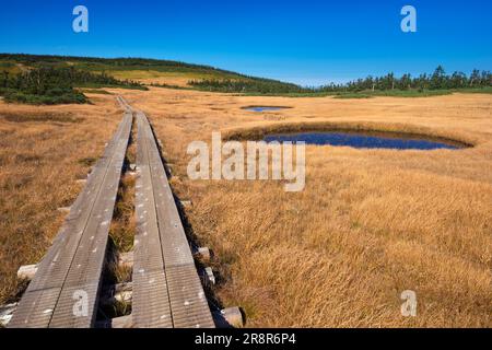 Hachiman Marsh Feuchtgebiet Hachimantai im Herbst Stockfoto