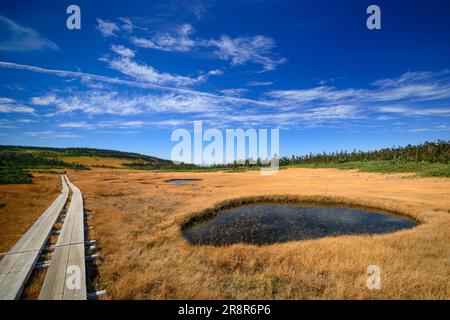 Hachiman Marsh Feuchtgebiet Hachimantai im Herbst Stockfoto