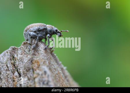 Strophosoma melanogrammum Weevil krabbelt auf dem Zweig. Stockfoto