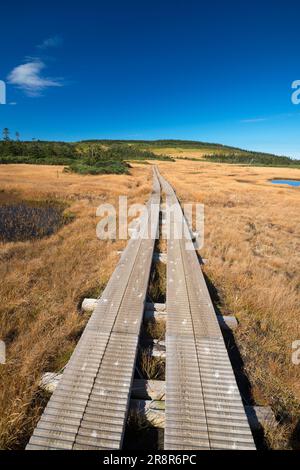 Hachiman Marsh Feuchtgebiet Hachimantai im Herbst Stockfoto