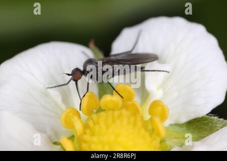 EmpID Fly (Empididae) ernähren sich von Nektar auf der Blume. Stockfoto