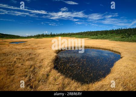 Hachiman Marsh Feuchtgebiet Hachimantai im Herbst Stockfoto