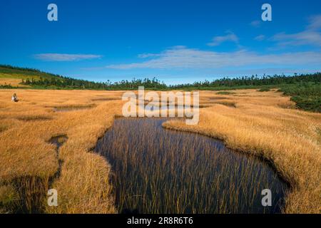 Hachiman Marsh Feuchtgebiet Hachimantai im Herbst Stockfoto