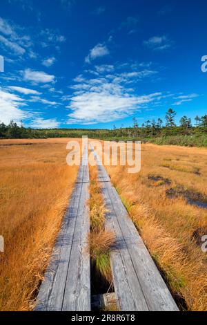 Hachiman Marsh Feuchtgebiet Hachimantai im Herbst Stockfoto