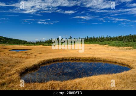 Hachiman Marsh Feuchtgebiet Hachimantai im Herbst Stockfoto