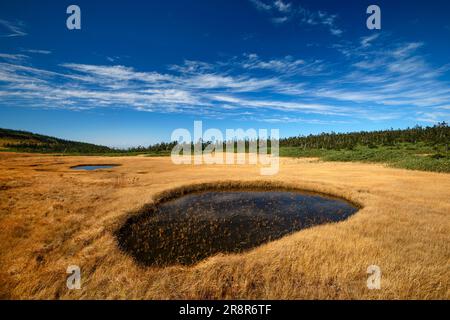 Hachiman Marsh Feuchtgebiet Hachimantai im Herbst Stockfoto