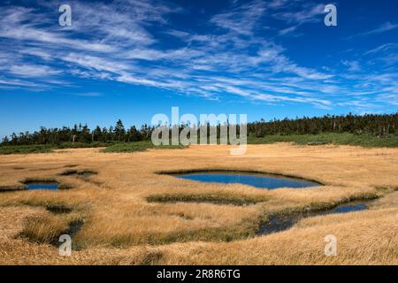 Hachiman Marsh Feuchtgebiet Hachimantai im Herbst Stockfoto