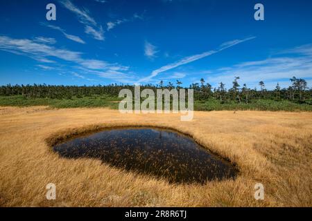 Hachiman Marsh Feuchtgebiet Hachimantai im Herbst Stockfoto