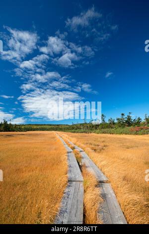 Hachiman Marsh Feuchtgebiet Hachimantai im Herbst Stockfoto