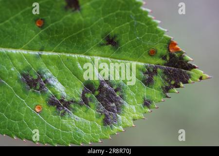 Pilzkrankheit, Symptome auf Zierrosen im Garten. Stockfoto