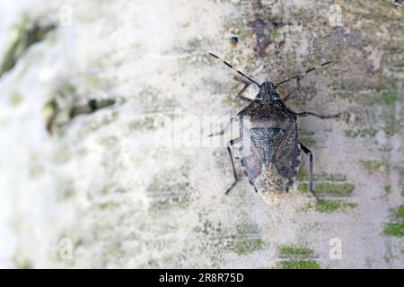 Haarige Schildkäfer Dolycoris baccarum auf Birkenrinde. Stockfoto