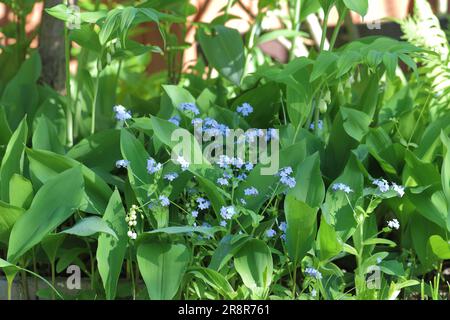 Blumen in einem schattigen Teil des Gartens - Lilien des Tals, Wasser vergessen-mich-nicht, Farne. Stockfoto