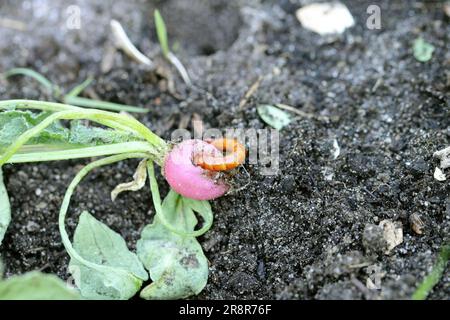 Drahtwürmer, Drahtwürmer, Käferlarven der Familie Elateridae (Click Beetles), die Rettich im Garten essen. Stockfoto