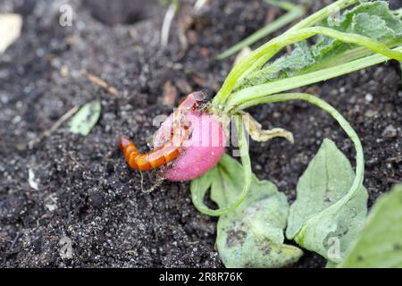 Drahtwürmer, Drahtwürmer, Käferlarven der Familie Elateridae (Click Beetles), die Rettich im Garten essen. Stockfoto