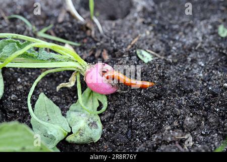 Drahtwürmer, Drahtwürmer, Käferlarven der Familie Elateridae (Click Beetles), die Rettich im Garten essen. Stockfoto