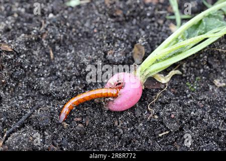 Drahtwürmer, Drahtwürmer, Käferlarven der Familie Elateridae (Click Beetles), die Rettich im Garten essen. Stockfoto