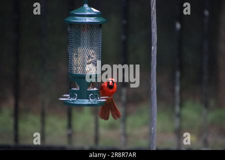 Männlicher roter nördlicher Kardinalvogel songbird, hoch oben auf einem Metallträger. Stockfoto