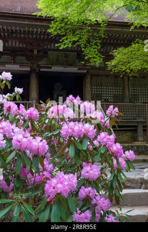 Muroji-Tempel mit blühendem Rhododendron Stockfoto