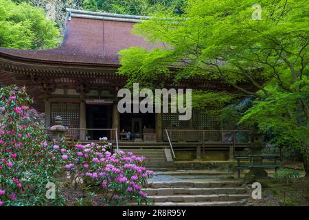 Muroji-Tempel mit blühendem Rhododendron Stockfoto