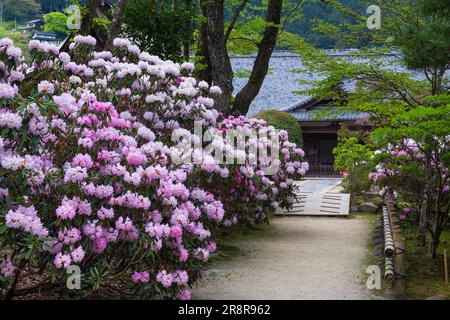 Muroji-Tempel mit blühendem Rhododendron Stockfoto