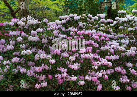 Muroji-Tempel mit blühendem Rhododendron Stockfoto