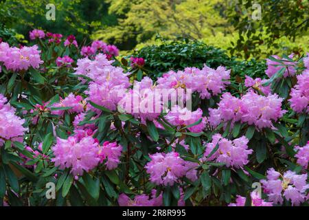 Muroji-Tempel mit blühendem Rhododendron Stockfoto