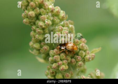 Natürliche Nahaufnahme auf einem kleinen, zehn Flecken gefleckten Marienkäfer, Adalia decempunctata, der sich in den Pflanzen vor dem Regen versteckt Stockfoto