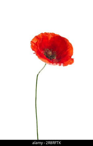 Leuchtend rote Mohnblume isoliert auf weißem Hintergrund Stockfoto