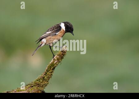 Schwarzkehlchen Saxicola torquata Stockfoto