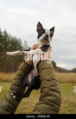Der süße französische Bulldog in den Händen des Besitzers gegen den Himmel. Die Hände des Besitzers halten einen kleinen Hund. Stockfoto