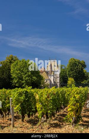 Typische Weinberge in der Nähe von Aloxe-Corton, Cote de Nuits, Burgund, Frankreich Stockfoto