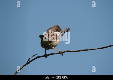 Gemeinsamen Whitethroat Sylvia communis Stockfoto