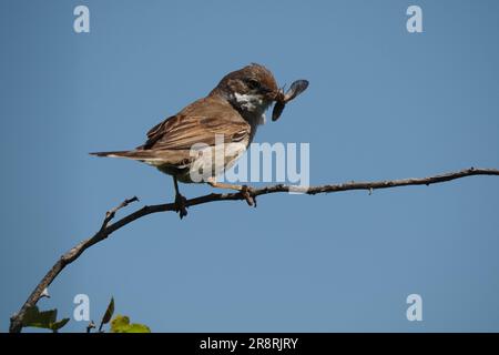 Gemeinsamen Whitethroat Sylvia communis Stockfoto