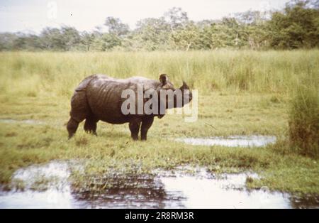 Blick auf die Berge in Nepal aus dem Jahr 1977 und Bilder des Nepalesischen Nashorns. Stockfoto