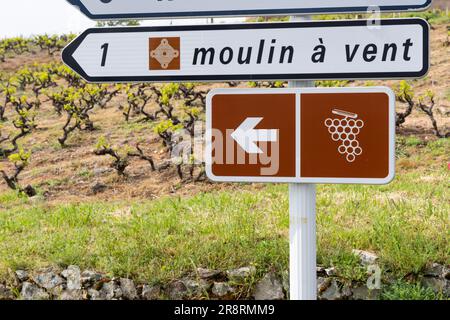 Weinstraße in der Nähe der Windmühle (Moulin a vent de Romaneche-Thorins), Chenas, Beaujolais, Saone-et-Loire, Bourgogne-Franche-Comte, Frankreich Stockfoto