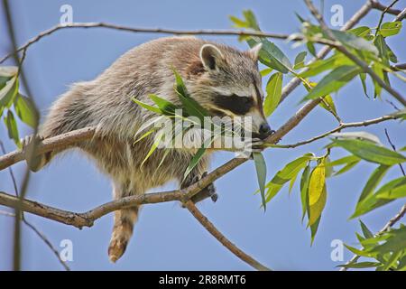 Waschbär, procyon Lotor, Erwachsener auf dem Ast Stockfoto